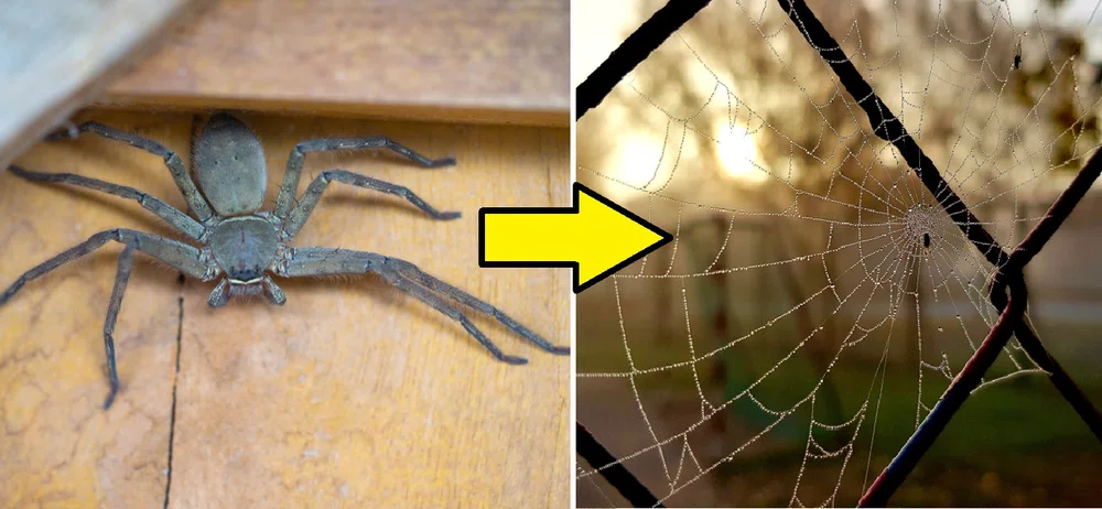 W naszych domach zauważymy więcej pająków. Jednak NIE przychodzą one z podwórka...