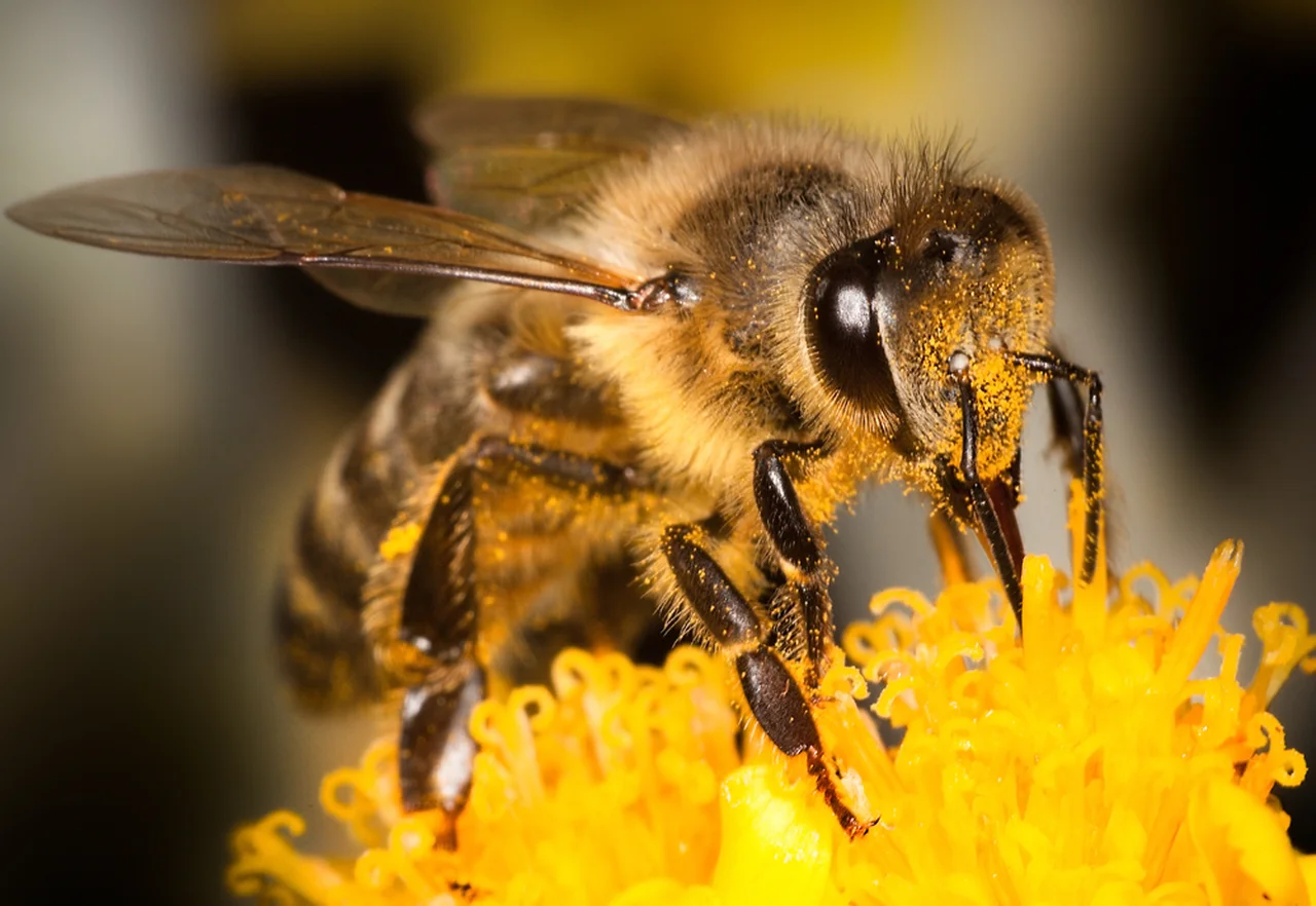 Afrykańskie pszczoły zabójcy- bardzo agresywne i wyjątkowo groźne