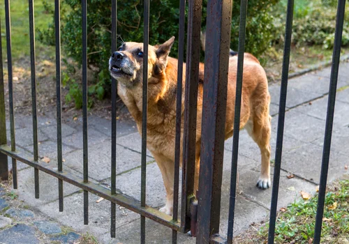 Zwrot kosztów za wyżywienie, zabawki i leczenie psa! W tym przypadku można skorzystać z nowej ulgi podatkowej