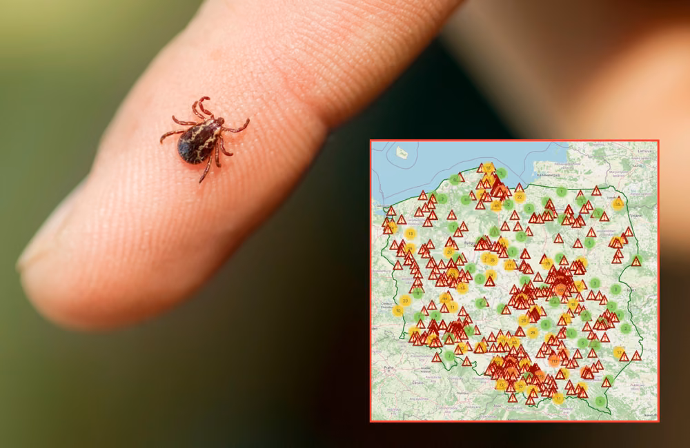 W tych regionach kleszcze atakują najczęściej! Liczba zgłoszeń szybko rośnie