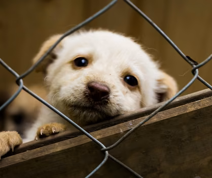 Nawet 1500 zł za adopcję psa! Pomóż i otrzymaj dofinansowanie.