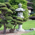 Bonzai