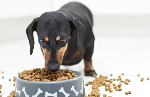 Jak przechowywać karmę dla psa?