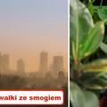 Czy wiesz, że niektóre ROŚLINY chronią nas przed SMOGIEM?