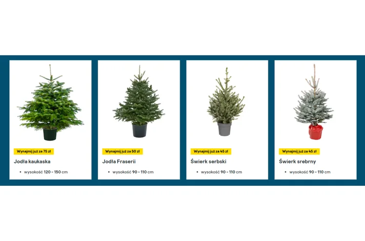 Zdjęcie Wypożyczalnia żywych choinek! Nietypowa oferta popularnej sieci totalnie zaskoczyła klientów #2