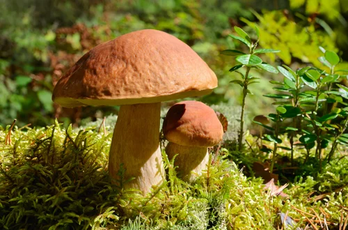 Ogródkowa uprawa grzybów leśnych krok po kroku: Jak z ogródka zrobić grzybowe królestwo?