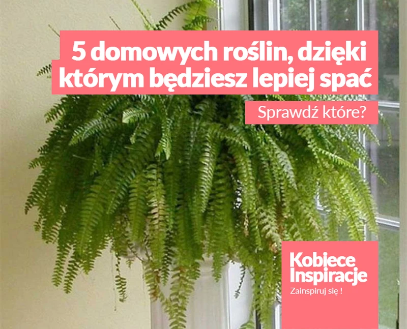 5 domowych roślin, dzięki którym będziesz lepiej spać.