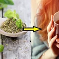 Herbata z oregano - lek na wiele schorzeń! Zobacz jak zrobić