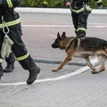Międzynarodowy Dzień Psa Ratowniczego: Bohaterowie na Czterech Łapach