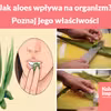 Jak aloes wpływa na organizm? Poznaj jego niezwykłe właściwości