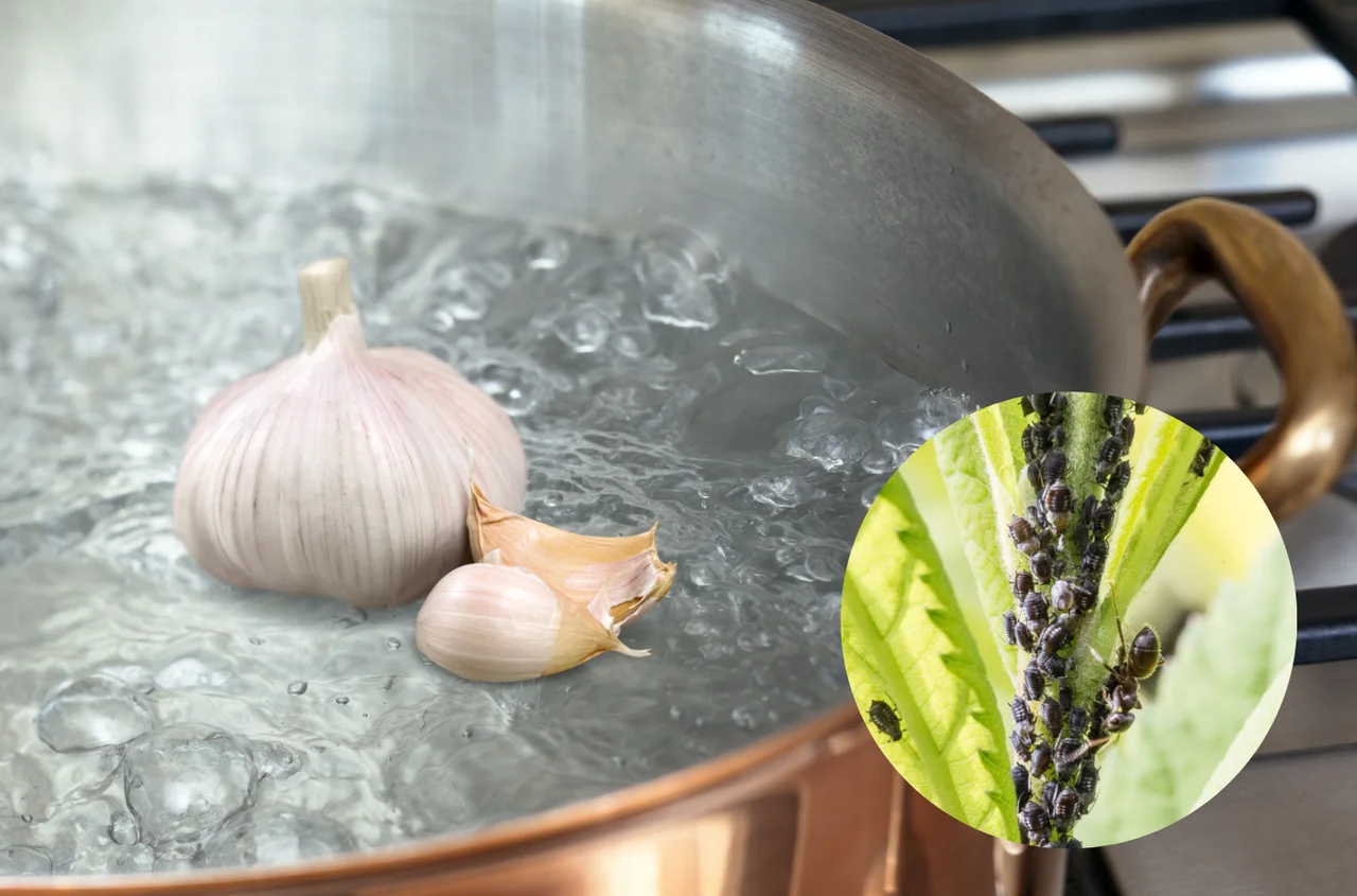 Naturalny oprysk przeciw szkodnikom i wzmocnienie odporności roślin. Przepis na szybki wywar czosnkowy