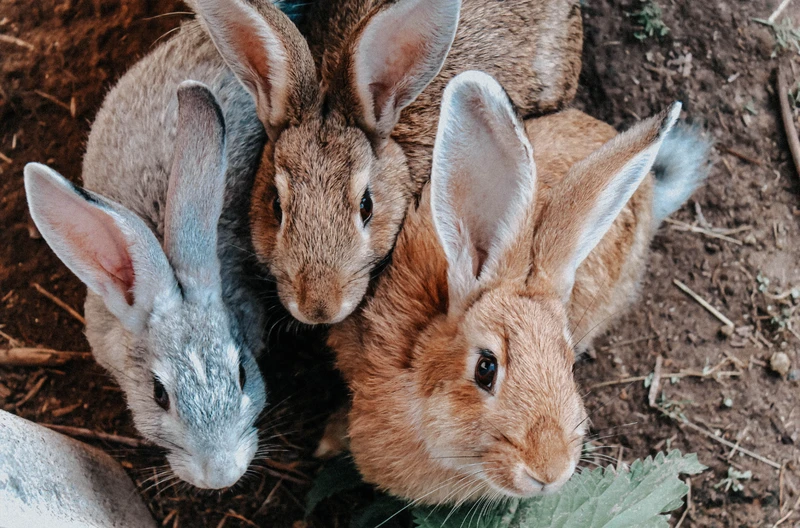 Świętujmy razem Światowy Dzień Królika: Poznajmy bliżej naszych małych przyjaciół