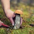Nawet 500 zł kary za zbieranie grzybów! Zobacz, za co możesz dostać mandat