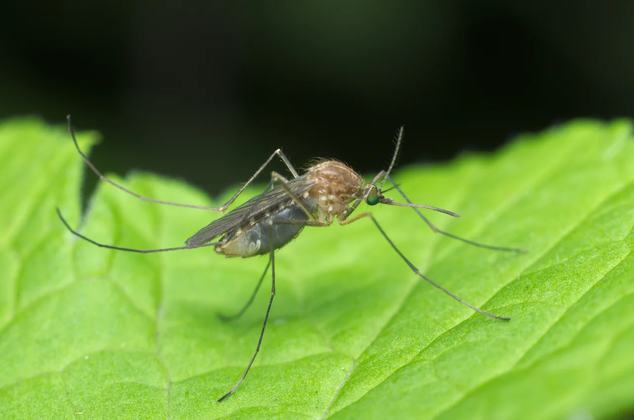 Jak pozbyć się komarów?