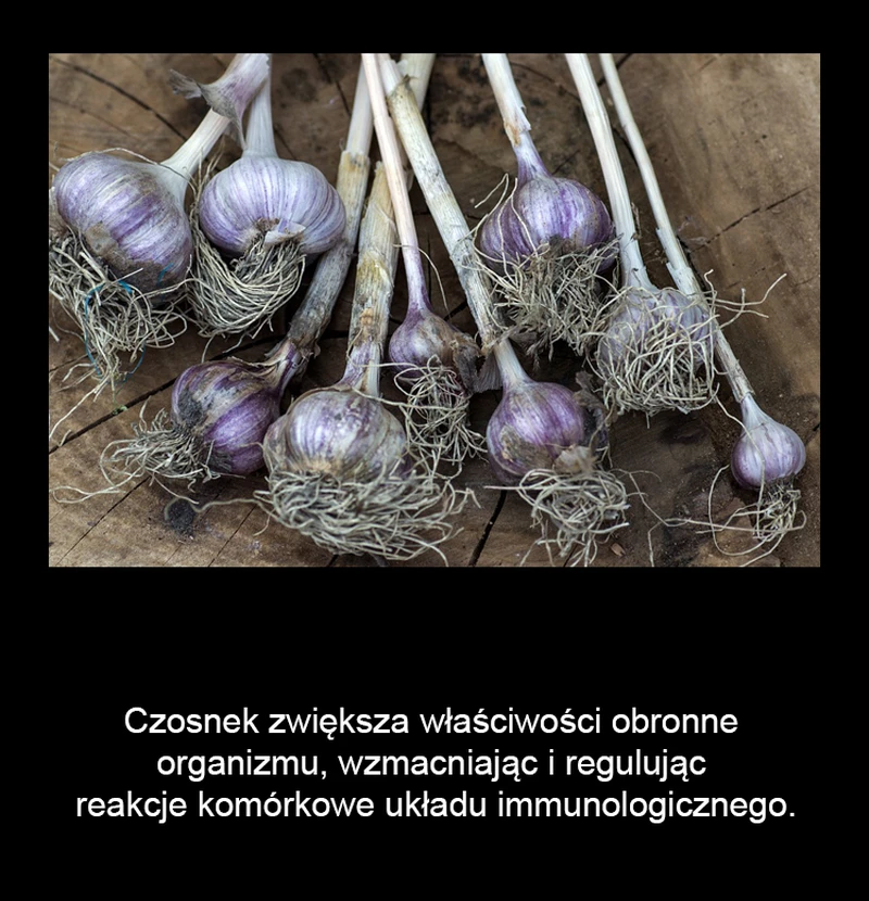 Czosnek – źródłem zdrowia