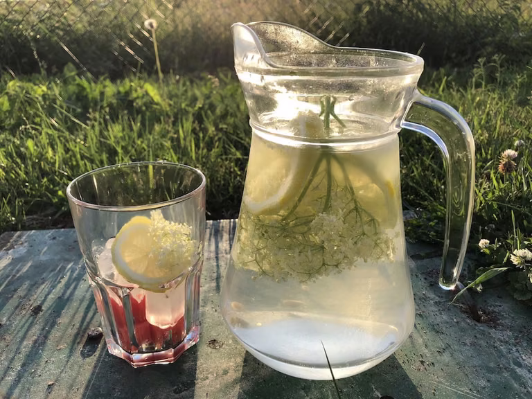 Lemoniada z czarnego bzu