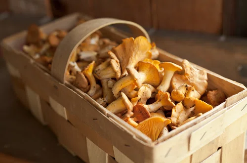 Ceny grzybów biją rekordy! Za kilogram kurek trzeba zapłacić krocie!