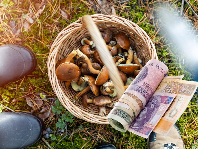 Ile  potrafi zarobić grzybiarz w sezonie? Kwota robi wrażenie.