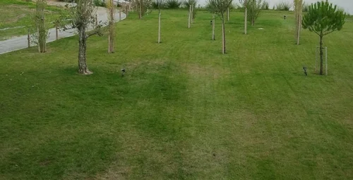 Aerator i wertykulator - kiedy stosować i jak?