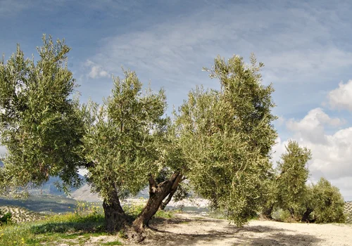 Światowy Dzień Drzewa Oliwnego: Historia, Znaczenie i Korzyści