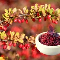 Antybiotyk z własnego ogrodu? Zobacz jak działa berberys!