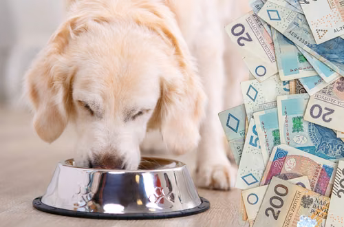 Rekordowe 9,6 miliarda zł na zwierzęta domowe w 2025 r. Polacy nie oszczędzają na pupilach!