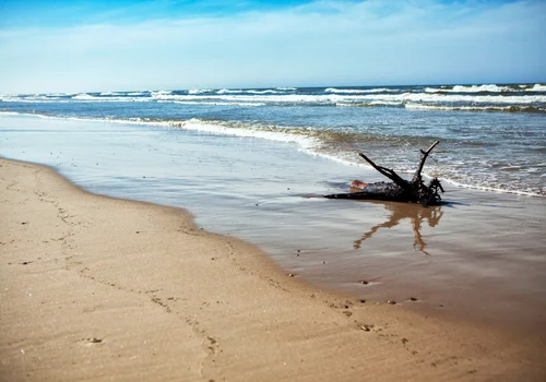 Dzień Ochrony Bałtyku: Jak Możemy Chronić Nasze Morze?