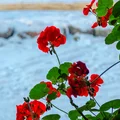 Wystarczy ten jeden składnik, a pelargonie zakwitną na wiosnę jak szalone! Koniecznie zrób to przed zimowaniem
