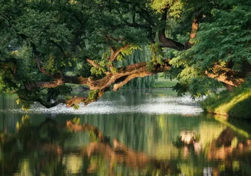 Ostatnie godziny głosowania! Krzywe Drzewo z Szydłowca walczy o tytuł Europejskiego Drzewa Roku 2026