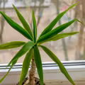 Dracena w domu? Uważaj, może być bardzo trująca!