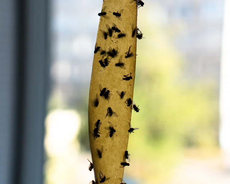 Zdjęcie Jak przegonić muchy z domu? #2