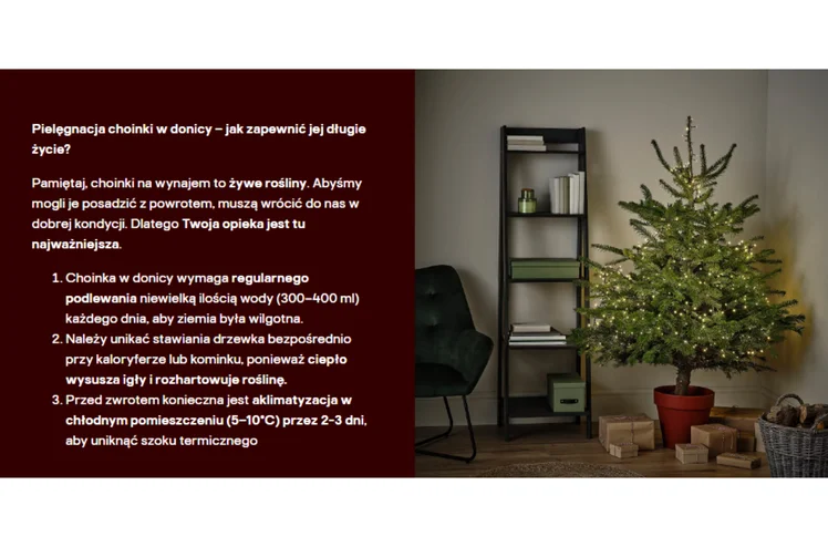 Zdjęcie Wypożyczalnia żywych choinek! Nietypowa oferta popularnej sieci totalnie zaskoczyła klientów #3