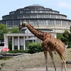 Wrocławskie ZOO wydało komunikat w sprawie zwierząt! "Przygotowujemy się na wszelkie scenariusze"
