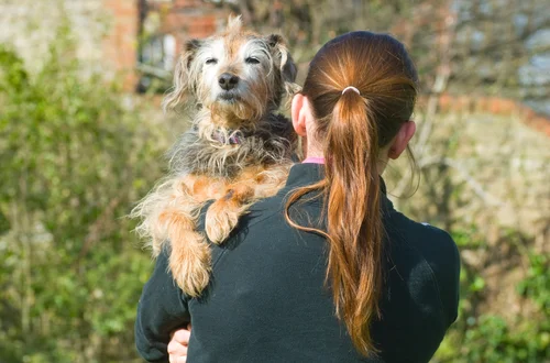 100% wynagrodzenia za opiekę nad chorym psem! Przełomowy wyrok dla właścicieli czworonogów