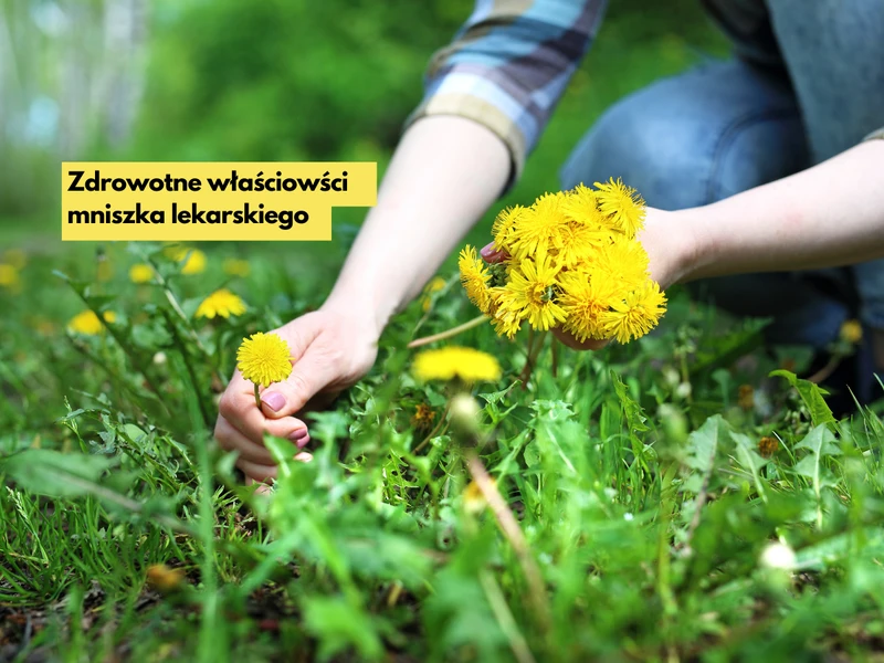 Poznaj niesamowite właściwości mniszka lekarskiego!