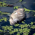 Ekologiczny koszmar powraca! Tysiące martwych ryb i dramatyczna walka z czasem!