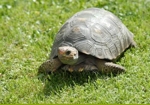 Światowy Dzień Żółwia: Ochrona i Świadomość
