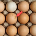 Dlaczego na jajkach ze sklepu są resztki kurzych odchodów?