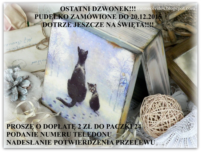 Koty widzą więcej