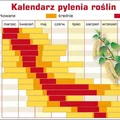 Kalendarz pylenia roślin - sprawdź go koniecznie, jeśli masz alergie!