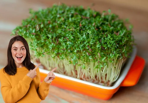 Nie masz czasu na warzywa? To zielone superfood wyrośnie w 3 dni i dostarczy Ci mnóstwo witamin!