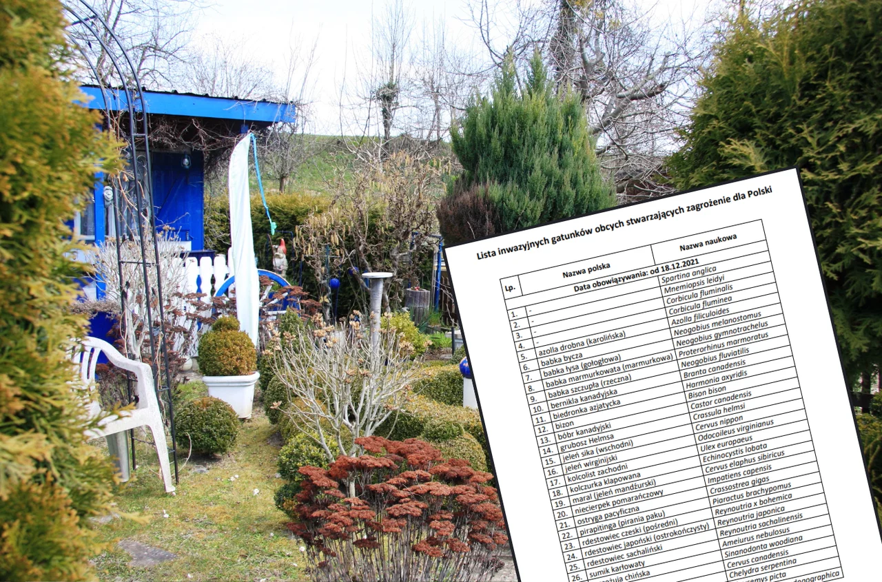 Uwaga działkowcy: Te rośliny mogą zniszczyć ogród i portfel! Lista zakazanych gatunków została poszerzona