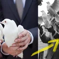 Puszczanie gołębi podczas ślubu - dlaczego nie jest to dobry pomysł?