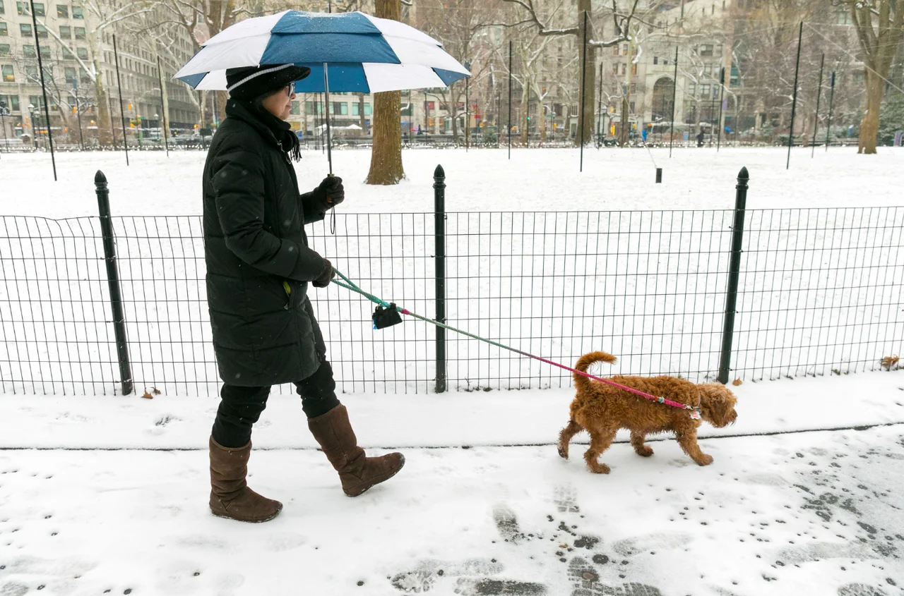 Dofinansowanie na psa lub kota! W 2026 roku właściciele mogą uzyskać dopłaty na zabiegi dla zwierząt