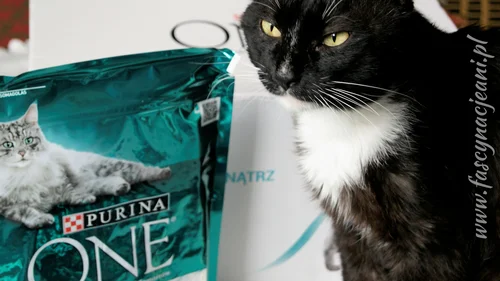 Purina One - czy to karma dla Twojego kota?