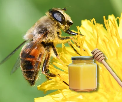Pszczele mleczko – dlaczego warto z niego korzystać?