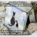 Koty widzą więcej
