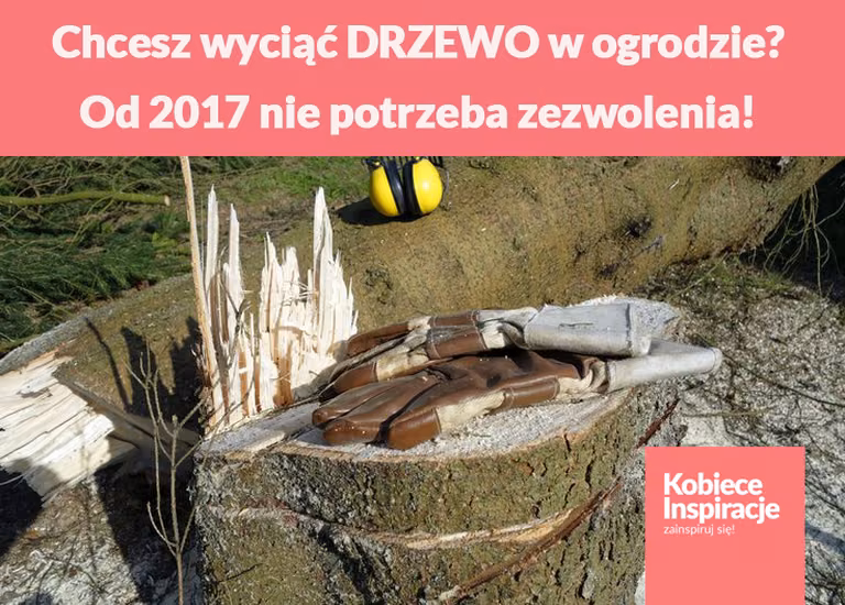 Chcesz wyciąć DRZEWO w ogrodzie? Od 2017 nie potrzeba zezwolenia!