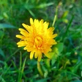 Syrop z mniszka