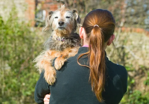 100% wynagrodzenia za opiekę nad chorym psem! Przełomowy wyrok dla właścicieli czworonogów